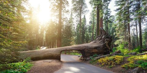 Джерело: Visit California
